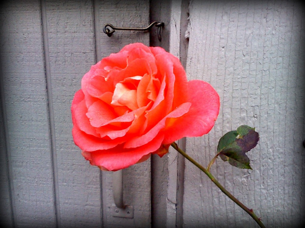 Out on a jog down Sunrise I spotted this rose. Loved the grey wall behind it.