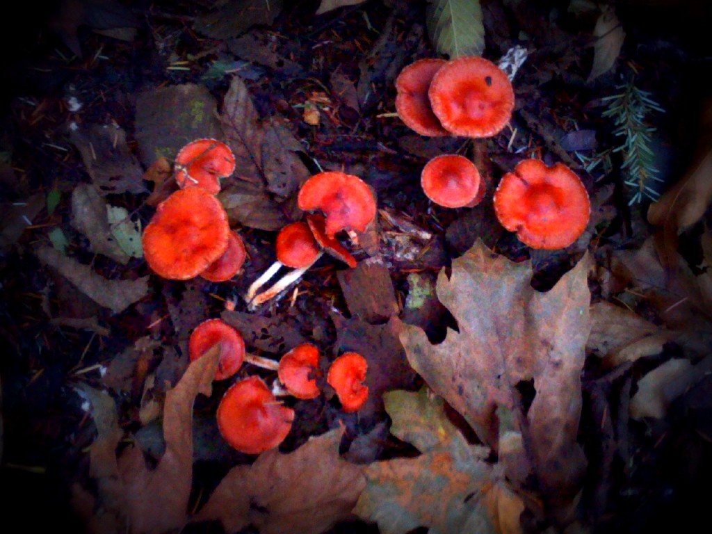 On a trail which is part of one running route. These mushrooms are very colorful. 