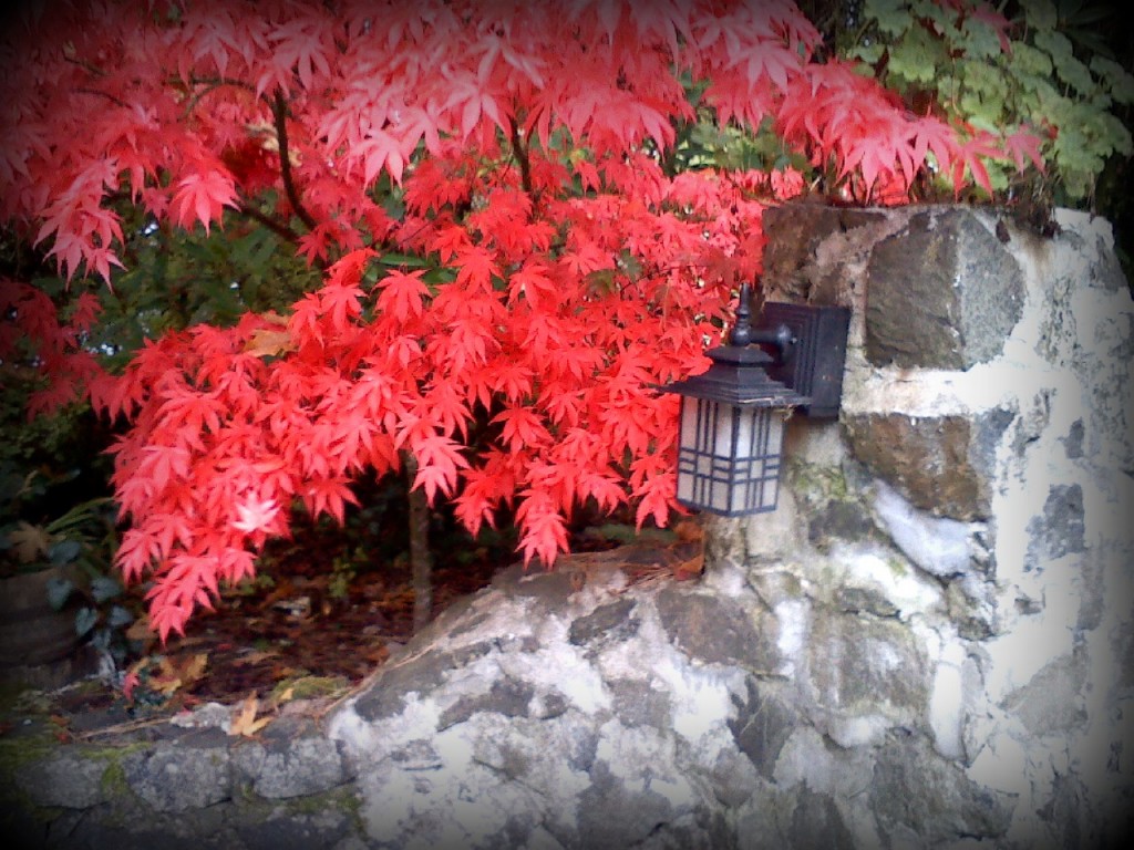 More beautiful Japanese maple leaves in fall color.